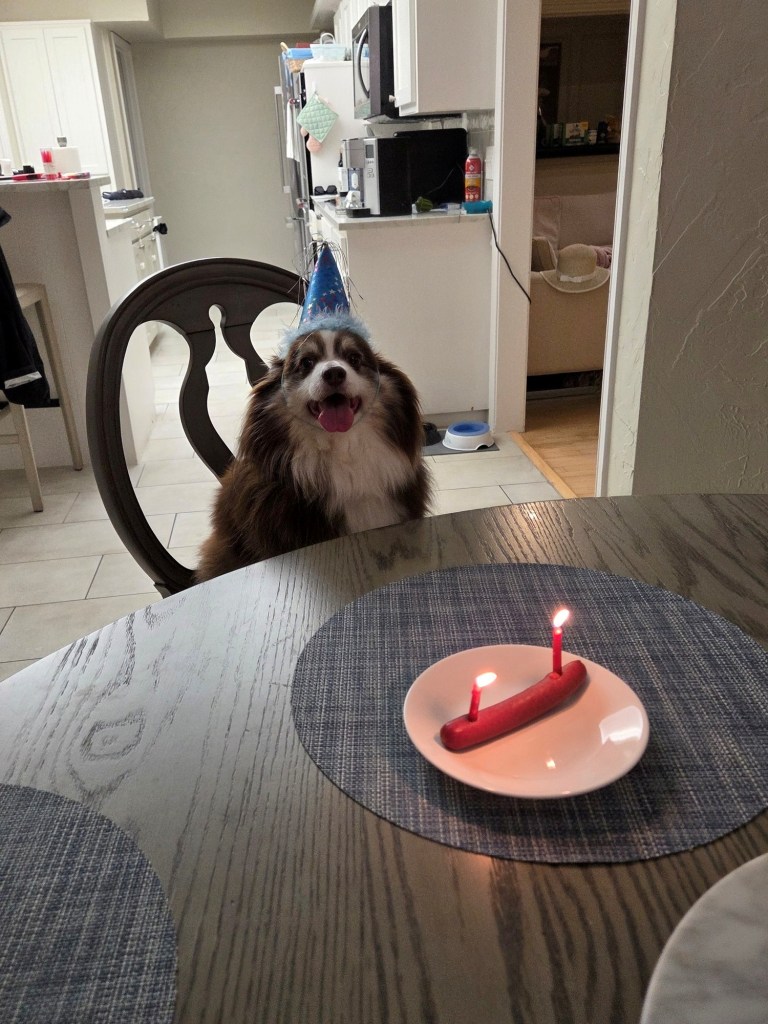 The photo shows Our mini-Australian Shepherd wearing his blue party hat again.