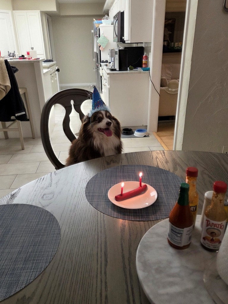The photo shows Our mini-Australian Shepherd and two red brightly shining candles in the hotdog.