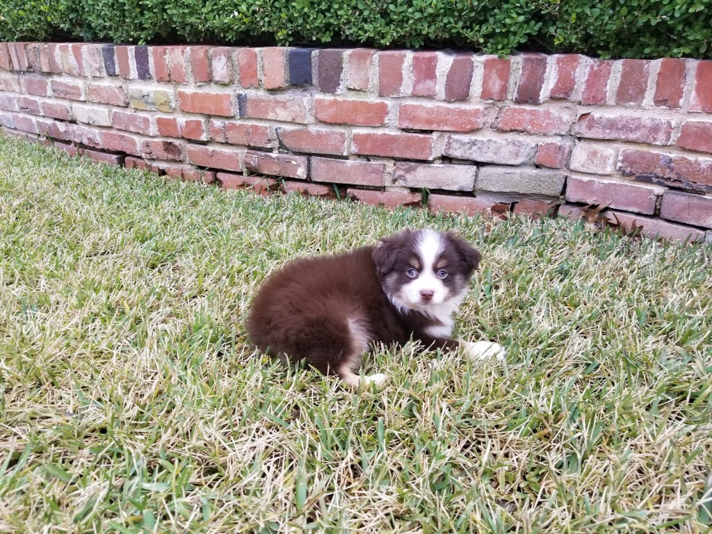 Our mini-Australian Shepherd is lying on the grass in our backyard.