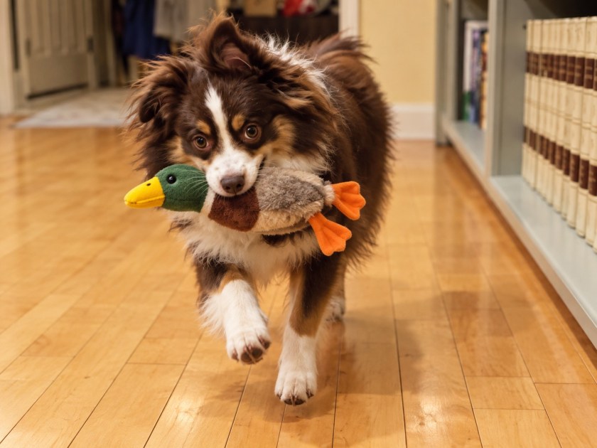 Playing Catch with Dogs – Leonberger Life